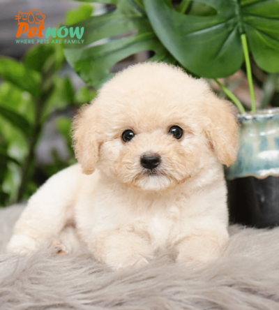 Chó Poodle kem mã PD30560