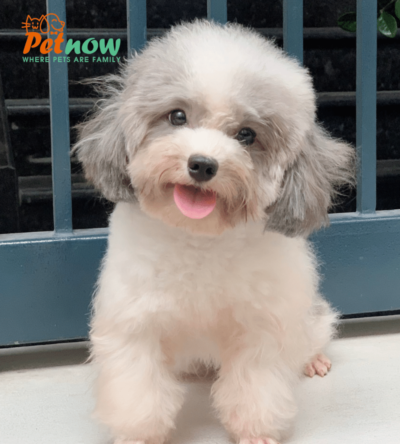 Chó Poodle teacup màu bò xám mã PD30607