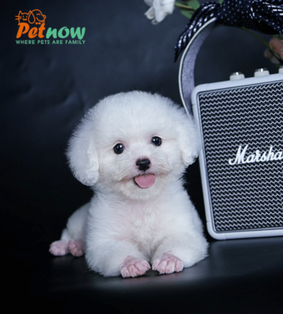 Chó Poodle Tiny màu trắng mã PD30550