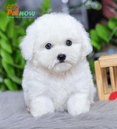 Chó Poodle trắng mã PD30561