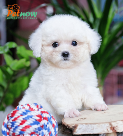 Chó Poodle trắng mã PD30562