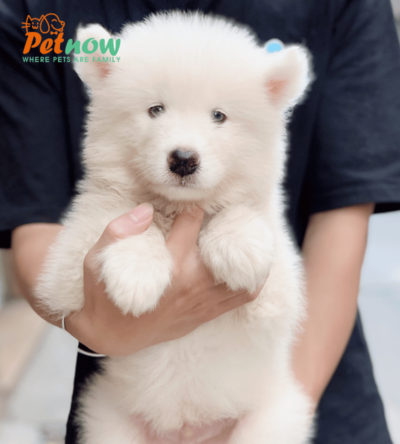 Chó Samoyed