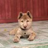 Chó H"Mông Cộc Màu vện Mã HMC30687