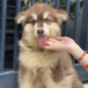 Chó Alaska màu nâu đỏ AK30714