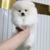 Chó Phốc sóc trắng mã CG30728