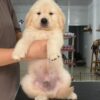 Chó Golden màu vàng kim Mã GD30735