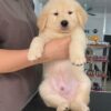 Chó Golden màu vàng kim Mã GD30735