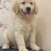 Chó Golden Màu vàng kim GD30751