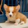 Chó Corgi VIP Màu vàng trắng Mã CG30755
