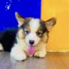 Chó Corgi Màu Tricolor Mã CG30758
