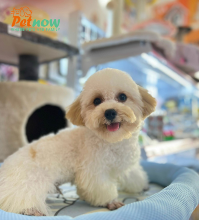 Chó Poodle tiny VIP chân lùn lông dày mặt tròn Mã PD30773