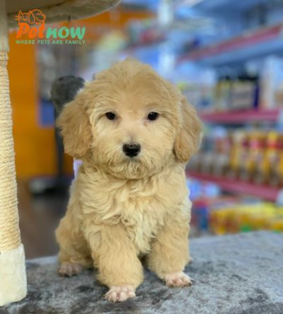 PD30780 poodle nâu nhạt chân lùn