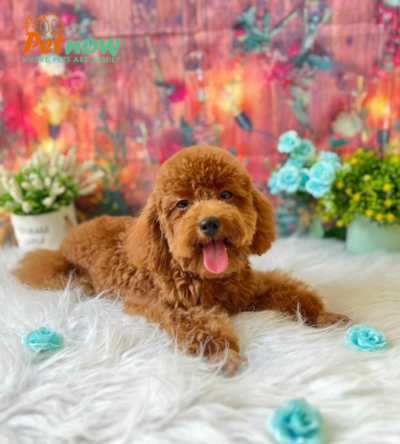 Chó Poodle nâu đỏ đậm lông xoăn dày Mã PD30774