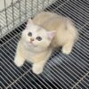Mèo Anh lông ngắn Màu Silver gen Golden Mã AN30722