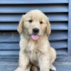 Chó Golden Retriever màu vàng kim Mã GD30816
