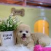 Chó Poodle tiny màu vàng mơ PD30819