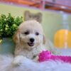 Chó Poodle poodle tiny lông dày chân lùn - màu vàng mơ Mã PD30821