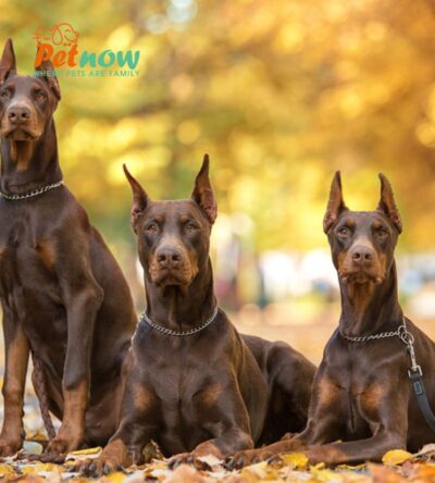Chó Doberman