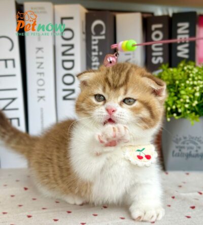 Mèo Anh Lông Ngắn Munchkin Tai Cụp Màu Golden Tabby Cái Mã AN312