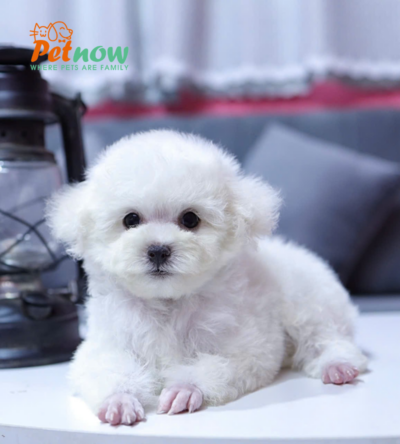 Chó Poodle Màu Trắng Size Tiny Đực Mã PD334