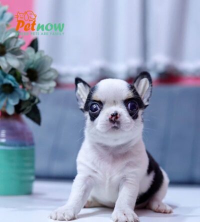 Chó Chihuahua Super Vip Đầu Táo Chân To Lùn Màu Bò Sữa Đực CH340