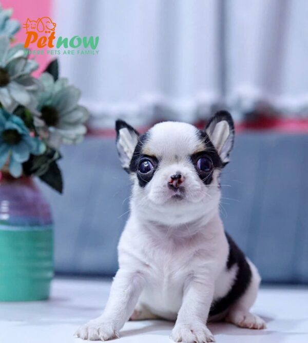 Chó Chihuahua Super Vip Đầu Táo Chân To Lùn Màu Bò Sữa Đực CH340