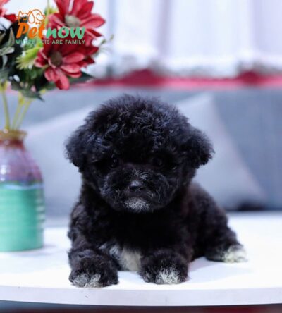 Chó Pooodle Cái Đen có Yếm, Chân Vớ trắng size TinyTeacup Mã PD167