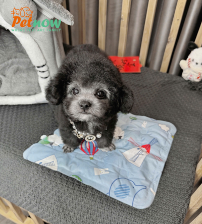 Chó Poodle Đực Màu Xám Size Tiny Mặt Nạ Trắng Mã PD172
