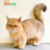 Mèo Anh Lông Ngắn Golden Ny25 Chân Lùn Đực Mã AN183