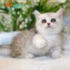Mèo Anh Lông Ngắn Munchkin Màu Sillver Tabby Cái Mã AN318