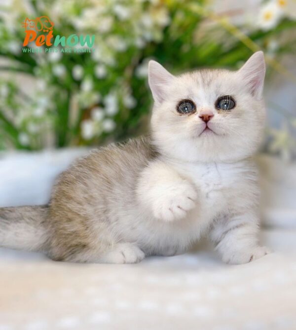 Mèo Anh Lông Ngắn Munchkin Màu Sillver Tabby Cái Mã AN318
