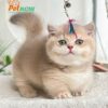 Mèo Anh Lông Ngắn Munchkin Tay Siêu Mập Ú Mặt Bánh Bao Màu Golden Đực Mã AN321