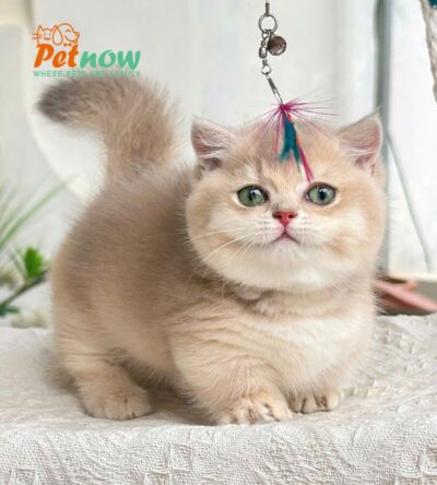 Mèo Anh Lông Ngắn Munchkin Tay Siêu Mập Ú Mặt Bánh Bao Màu Golden Đực Mã AN321