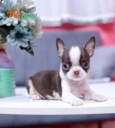 Chó Chihuahua Super Vip Đầu táo Chân To Lùn Màu Bò Sữa Chocolate Đực CH339
