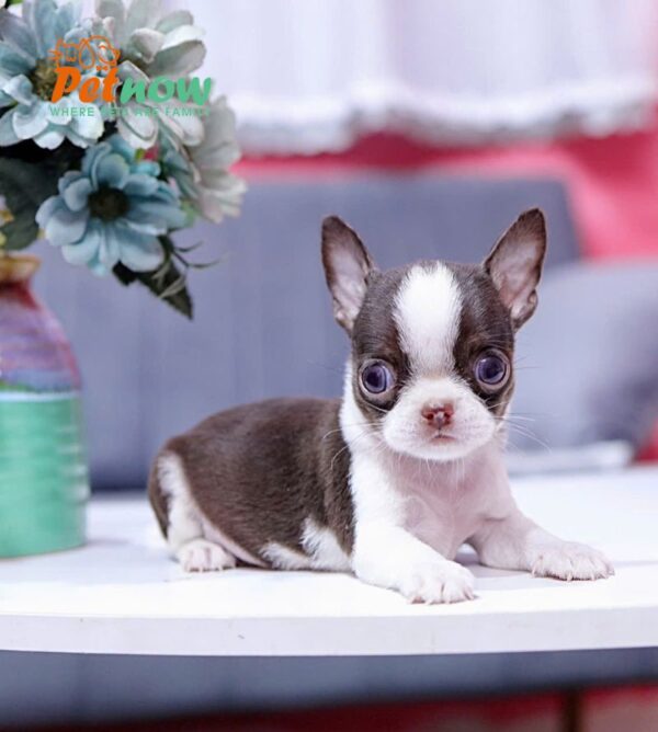 Chó Chihuahua Super Vip Đầu táo Chân To Lùn Màu Bò Sữa Chocolate Đực CH339