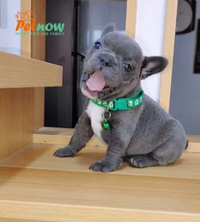 Chó Bull Pháp Màu Blue Mập Lùn Ngắn Siêu Đẹp Đực Mã BP292