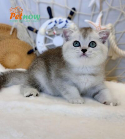 Mèo Anh Lông Ngắn Màu Silver Đực Mã AN184