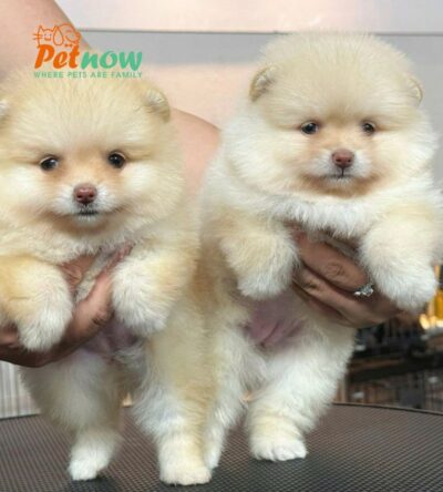 Chó Phốc Sóc Vàng Chanh Siêu Sang Chảnh Lông Dày Cái Mã PS293
