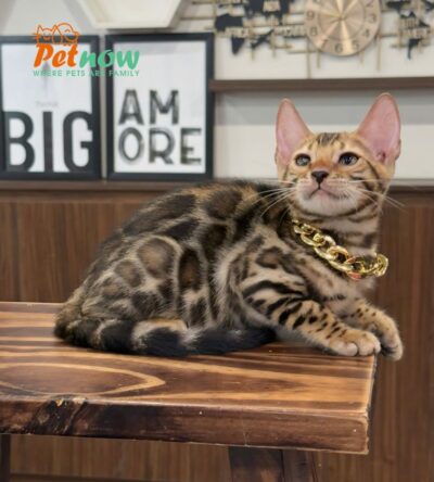 Mèo Bengal Màu Brown Đực Mã BG324