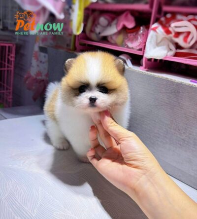 Chó Phốc Sóc Size Teacup Màu Party Siêu Bé 300Gram Đực Mã PS294