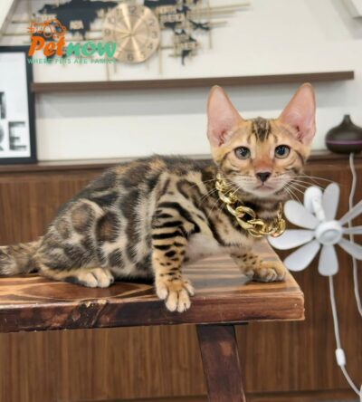 Mèo Bengal Màu Brown Cái Mã BG325