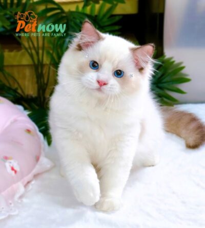 Mèo Ragdoll Màu Xám Trắng Mã RD185