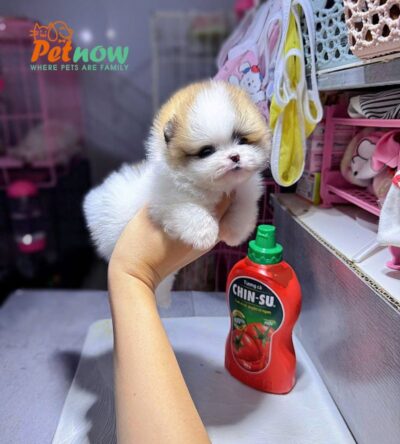 Chó Phốc Sóc Size Teacup Màu Party Siêu Nhỏ Cái Mã PS295
