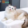 Mèo Ragdoll Màu Xám Trắng Đực Mã RD186
