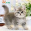 Mèo Anh Lông Ngắn Màu BlueGolden Cái Mã AN326