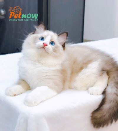 Mèo Ragdoll Màu Xám Trắng Đực Mã RD186