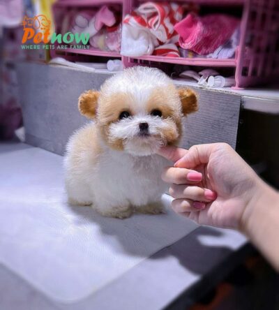 Chó Poodle Tai Bướm Màu Bò Vàng Size Teacup Cái Mã PD296
