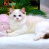 Mèo Ragdoll Màu Xám Trắng Cái Mã RD188