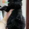 Mèo Anh Lông Ngắn Scottish Fold Tai Cụp Màu Đen Tuyền Đực Mã AN327
