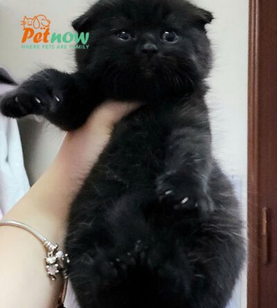 Mèo Anh Lông Ngắn Scottish Fold Tai Cụp Màu Đen Tuyền Đực Mã AN327